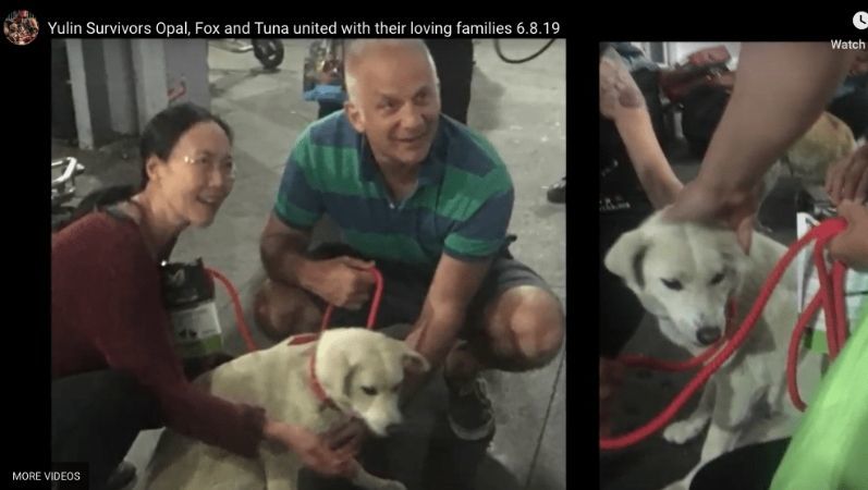 9 Dogs Back in the US
