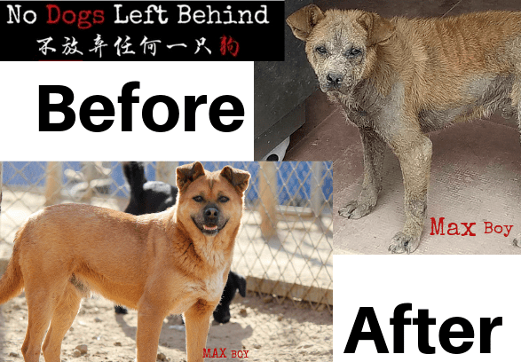 No Dogs Left Behind Before and After