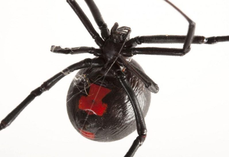 10 Continuous Process Improvement Steps taught by the Black Widow