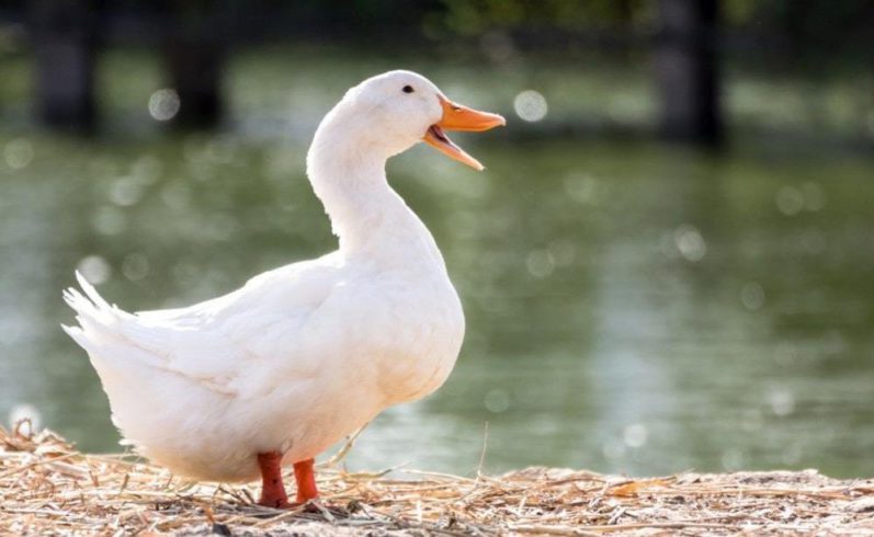 Quacking like a Duck