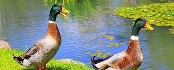 Quack like a Duck